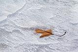 Leaf In Ice_02659